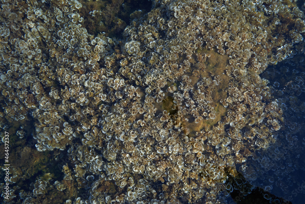 Algae of Padina pavonica, in the Adriatic sea