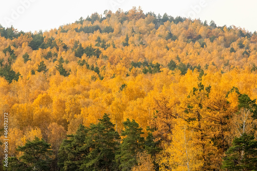 Yellow spruce trees on a mountainside near Lake Turgoyak. Golden autumn in the city of Miass in Russia. photo