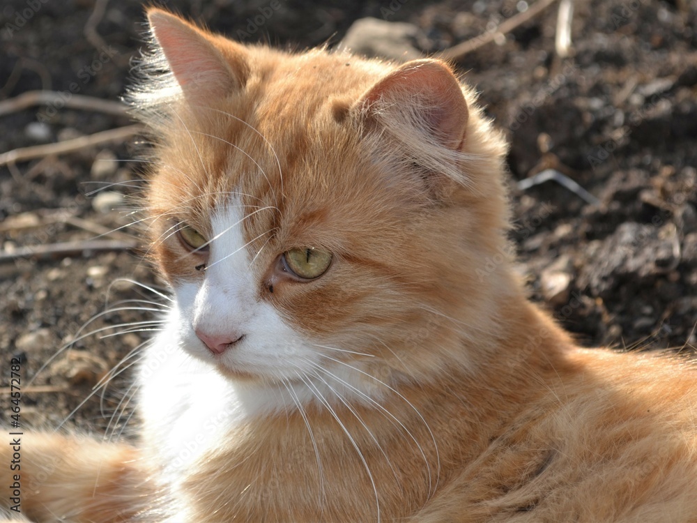 red tabby cat
