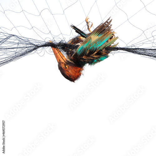 Kingfisher died on the net from the hunting of local hunters