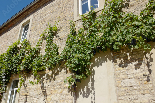 Weintrauben an Hausfassade in Freyburg (Unstrut) photo