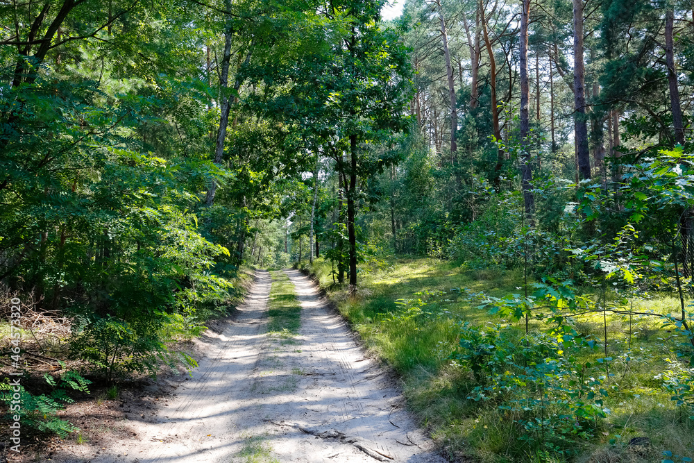 A sandy dirt road passing through the forest A sandy dirt road passing through the forest