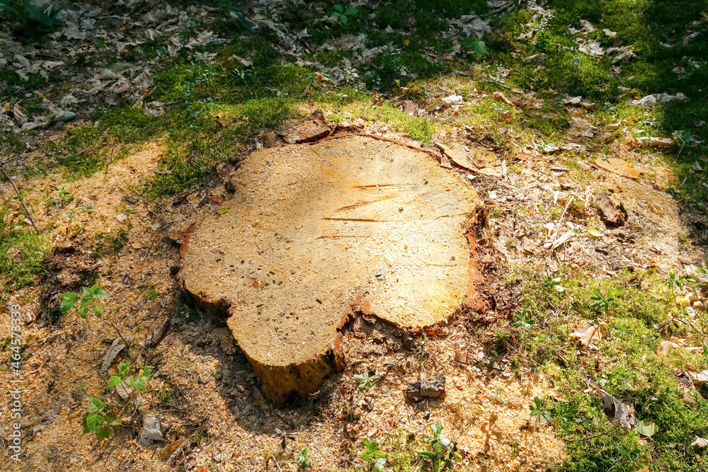Only the stump of an old, felled tree remains Only the stump of an old, felled tree remains