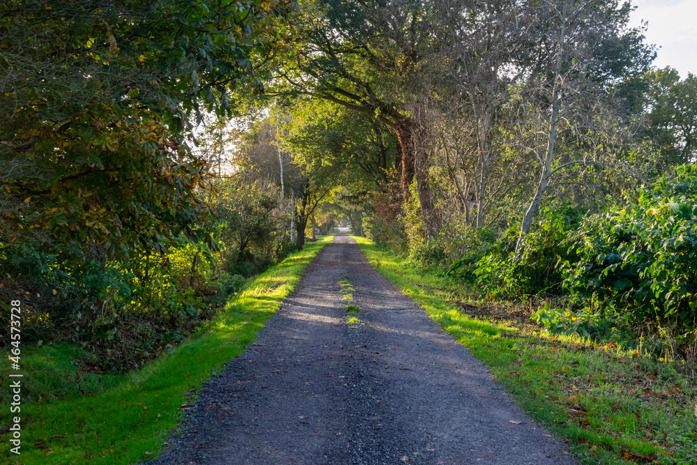 road in the forest road in the forest