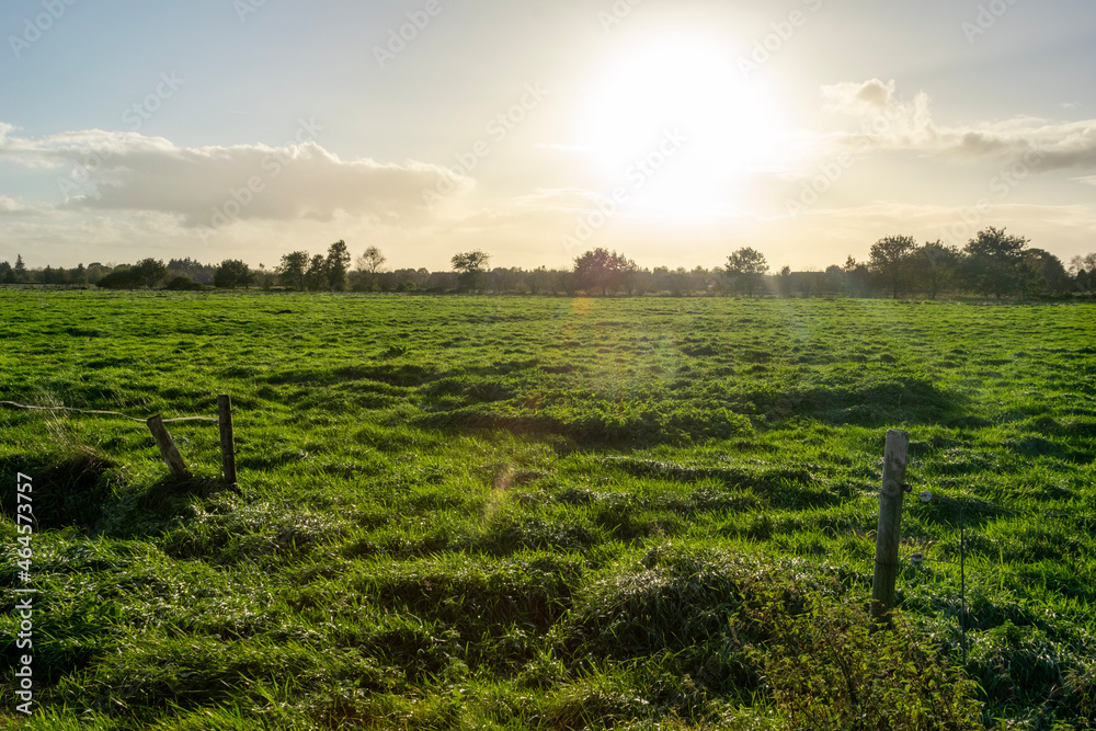 Fototapeta premium vineyard at sunset