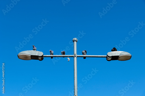 Birds on lampposts