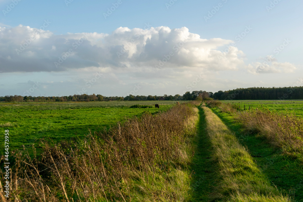 Obraz premium road in the field