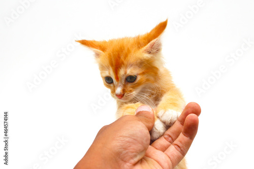 Close-up view of an Asian man hand holding cute yellow kitten's hand on white background