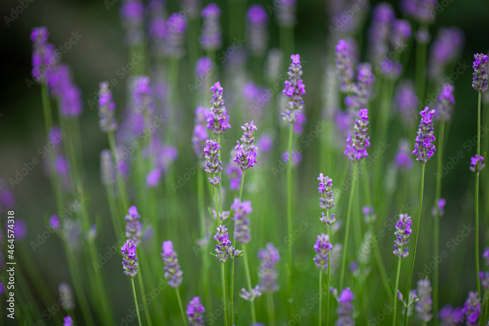 Lavender field, bush of narrow-leaved lavender, medicinal lavender. Purple flowers on a background of green grass. Lavender field, bush of narrow-leaved lavender, medicinal lavender. Purple flowers on a background of green grass.
