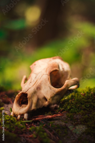 Cráneo de coyote sobre musgo del bosque con fondo desenfocado