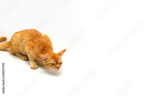 Close-up view of a yellow cat about to vomit something isolated on white background