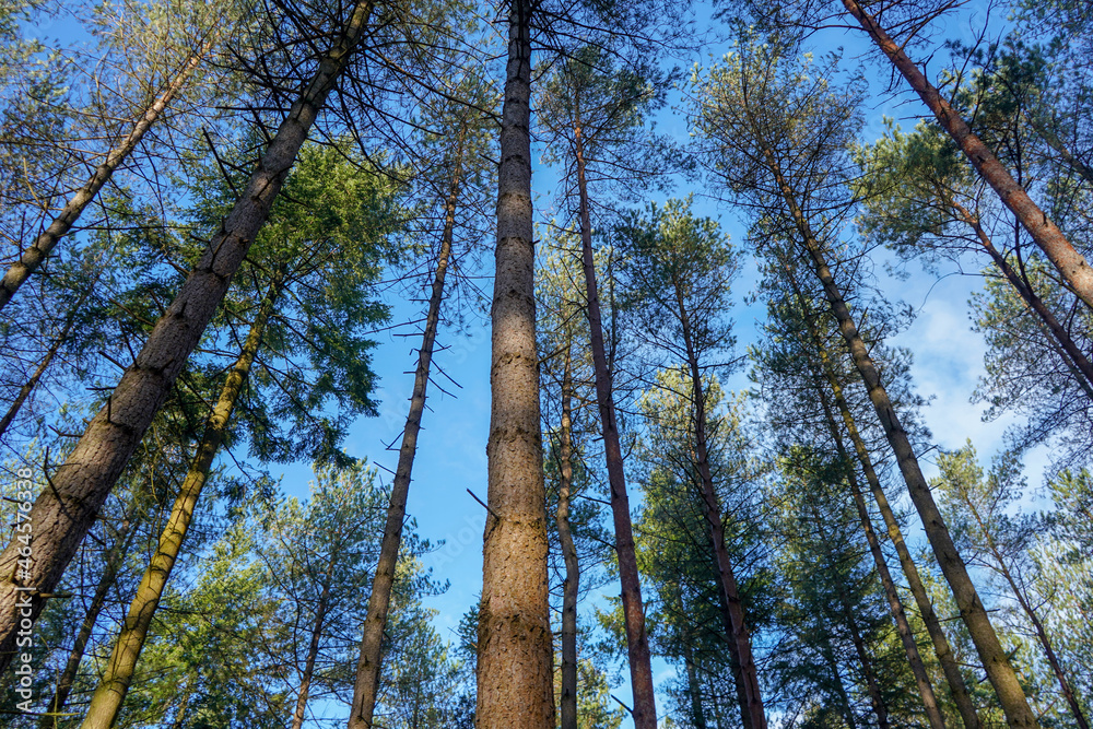 Fototapeta premium Looking up are pine tree canopy with a blue sky background 