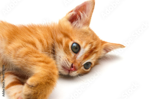 Fototapeta Naklejka Na Ścianę i Meble -  Close-up view of a cute yellow kitten isolated on white background