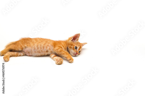 Close-up view of a cute yellow kitten isolated on white background