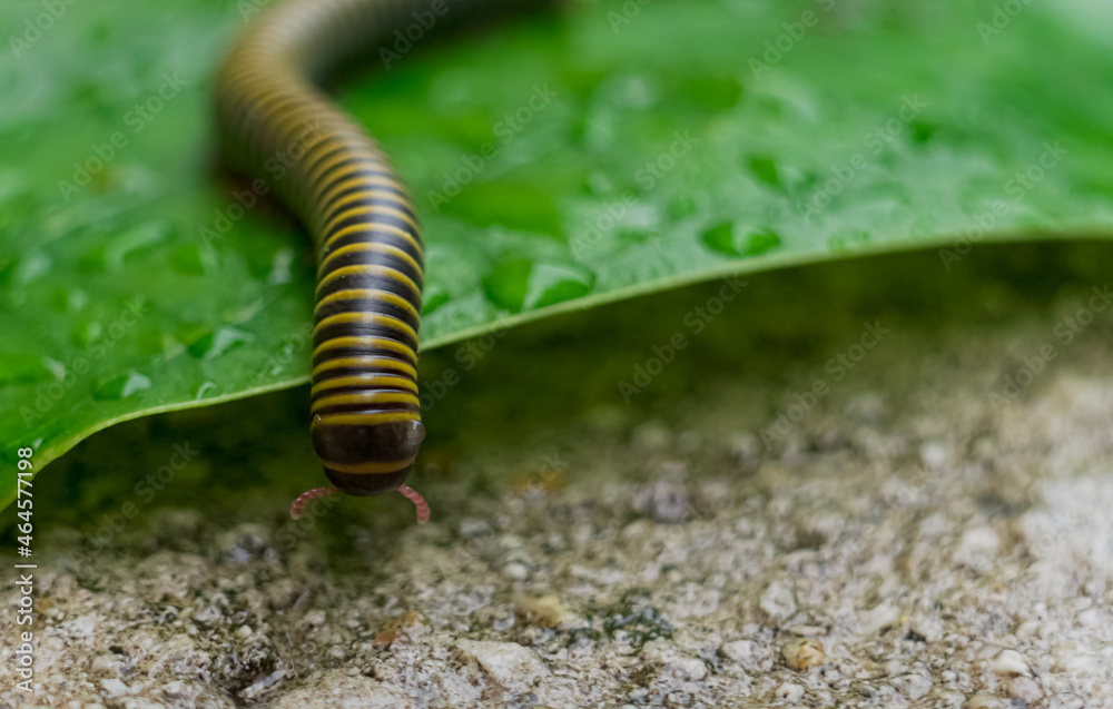 One millipedes One millipedes