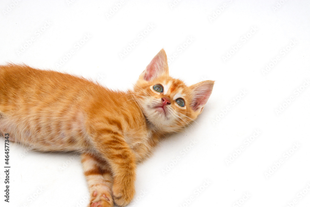Close-up view of a cute yellow kitten isolated on white background Close-up view of a cute yellow kitten isolated on white background