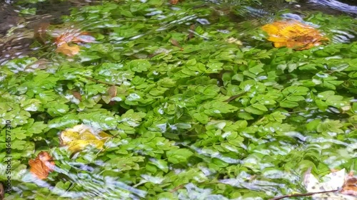 Water flows in a small stream with colorful autumn leaves  (slow motion)