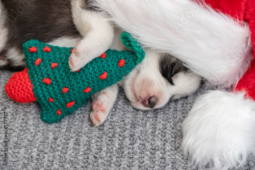 Sleeping husky puppy in santa hat lies with a little knitted christmas tree. The puppy sleeps in a New Years cap. Merry Christmas and Happy New Year