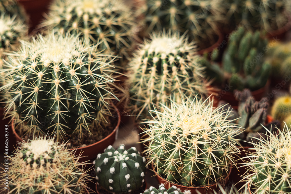 cactus cactus