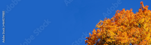 Tree on the sides. Fall landscape. Yellow - orange maple top on blue sky background in sunny day. Natural vivid autumn mood. Latvia nature.