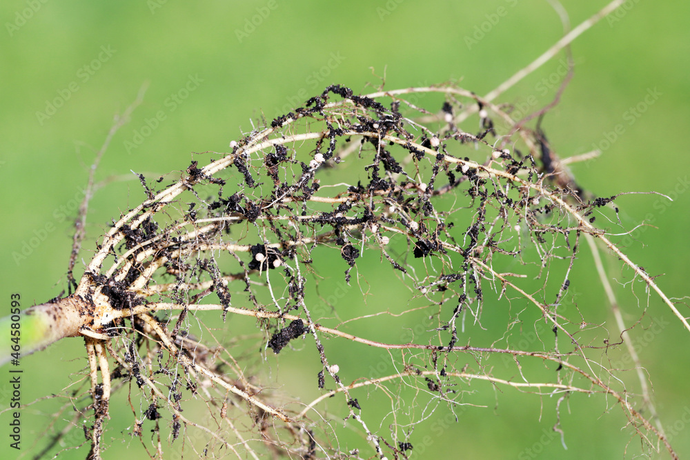 Nodules on the bean roots. Atmospheric nitrogen-fixing bacteria live inside Nodules on the bean roots. Atmospheric nitrogen-fixing bacteria live inside