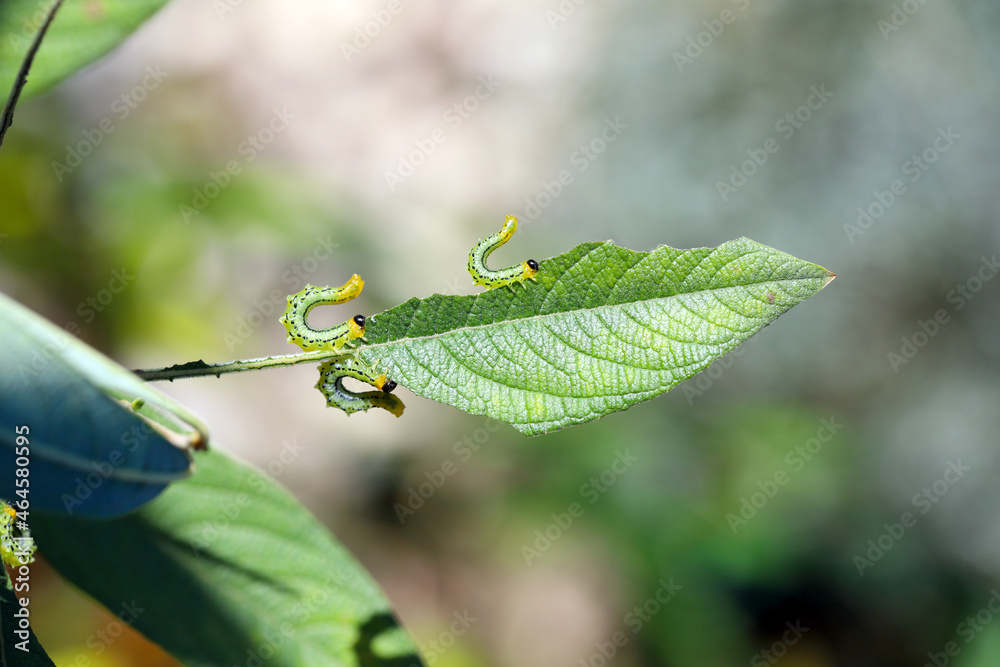 Caterpillars of Pteronidea salicis - pest that eats leaves of willow trees, also grown in gardens Caterpillars of Pteronidea salicis - pest that eats leaves of willow trees, also grown in gardens