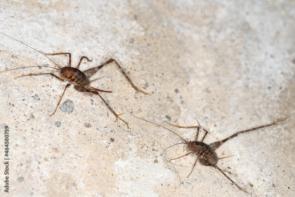 Greenhouse camel cricket called also camel-cricket, stone cricket. Latin name is: Diestrammena asynamora, Tachycines asynamorus, T. meditationis and T. minor). insect on the basement wall. Both sexes. Greenhouse camel cricket called also camel-cricket, stone cricket. Latin name is: Diestrammena asynamora, Tachycines asynamorus, T. meditationis and T. minor). insect on the basement wall. Both sexes.