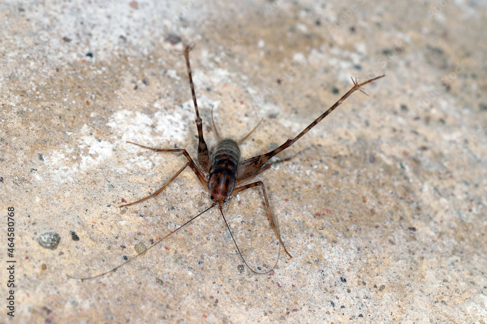 Greenhouse camel cricket called also camel-cricket, stone cricket. Latin name is: Diestrammena asynamora, Tachycines asynamorus, T. meditationis and T. minor). insect on the basement wall. Male. Greenhouse camel cricket called also camel-cricket, stone cricket. Latin name is: Diestrammena asynamora, Tachycines asynamorus, T. meditationis and T. minor). insect on the basement wall. Male.