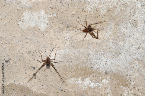 Greenhouse camel cricket called also camel-cricket  stone cricket. Latin name is  Diestrammena asynamora  Tachycines asynamorus  T. meditationis and T. minor . insect on the basement wall. Both sexes.