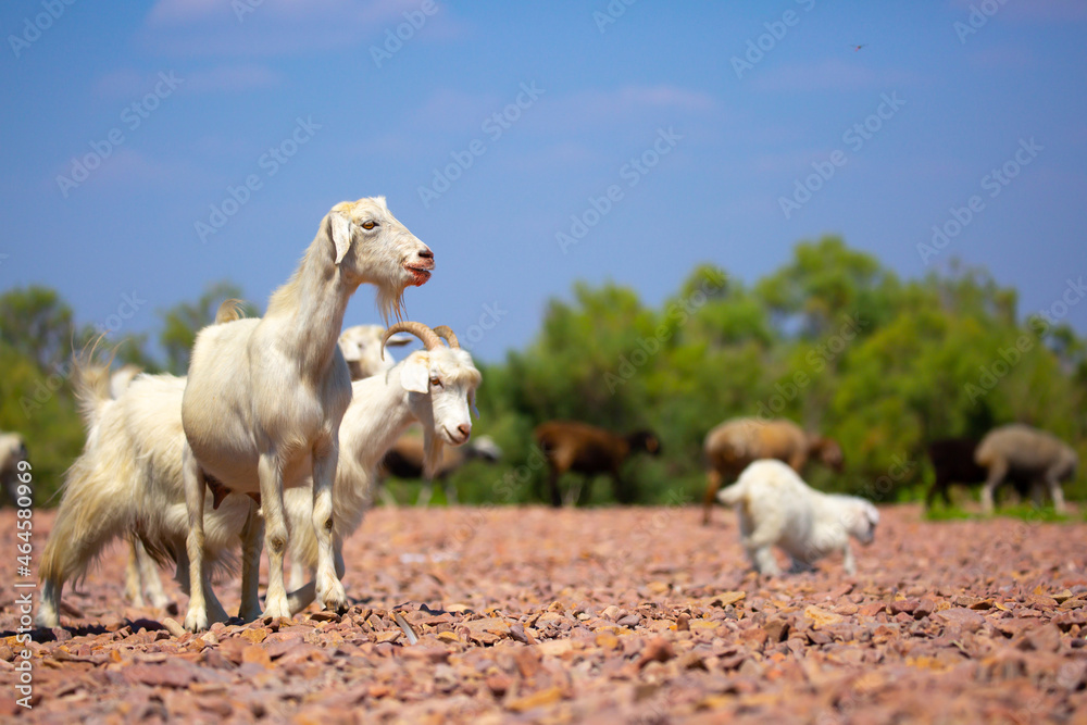 Fototapeta premium Goats in search of food roam the desert hot pasture. Moroccan goats climb trees to eat leaves. Sheep eat the remains of a watermelon.