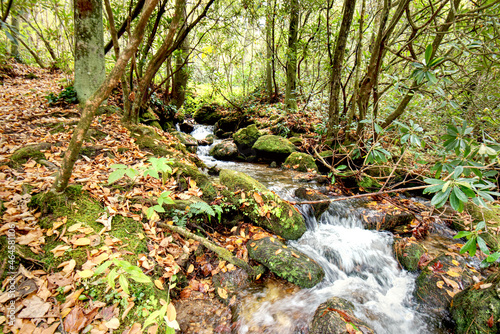 A small stream in the forest in the North Carolina, USA mountains.