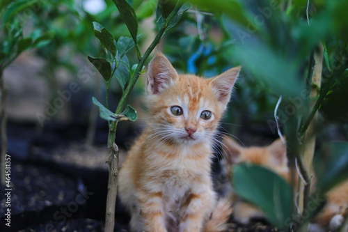 Close-up view of a curious yellow kitten on a black polybag with orange plant and rice husk is looking at the camera in the backyard © Jamaludinyusup