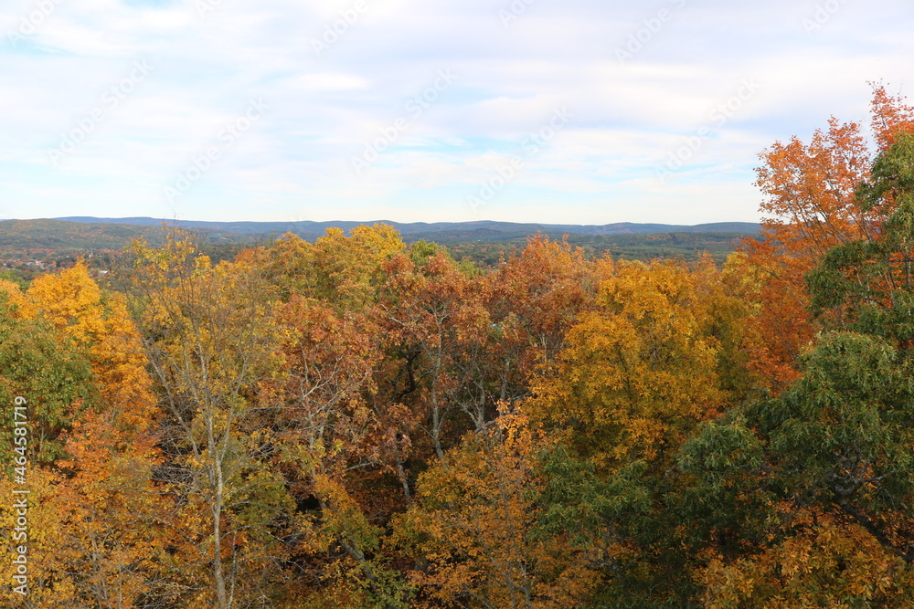 fall foliage