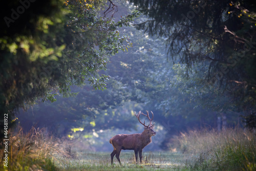 Rothirsch steht auf einer Lichtung im Naturpark Schönbuch