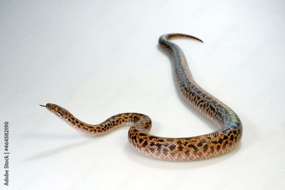 Fototapeta premium Spotted python // Fleckenpython, Gefleckter Zwergpython (Antaresia maculosa)