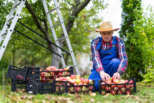 Organic agricultural fruit harvesting by handsome male. Man in fruit orchard standing with apples in hands.
