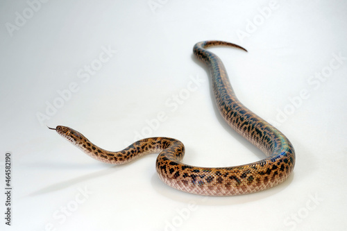 Spotted python // Fleckenpython, Gefleckter Zwergpython (Antaresia maculosa)