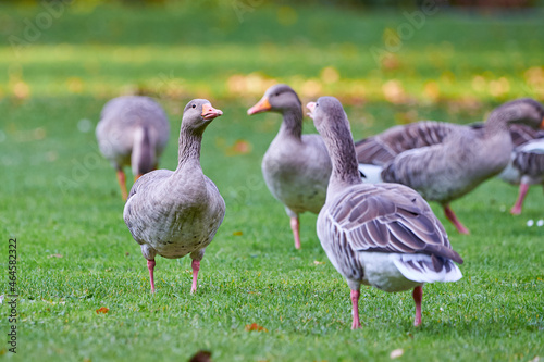 Greylag Geese on field in autumn with fall leaves on the grass (Anser anser)