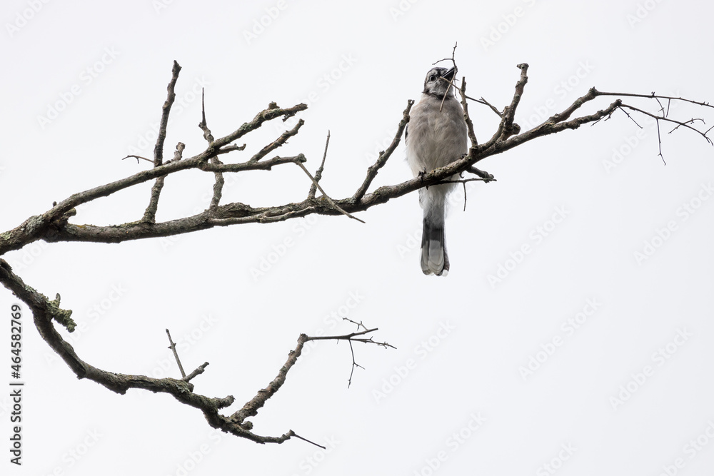 bird sitting on branch bird sitting on branch