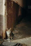 Sitzende Katze am Eingang einer engen Gasse in Tropea, Kalabrien, Italien