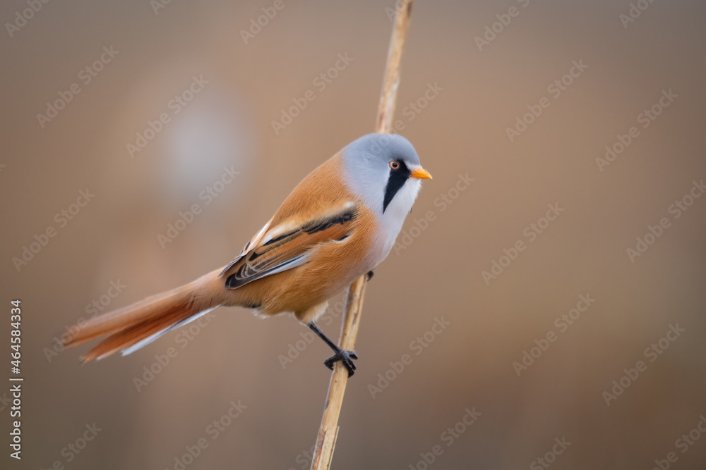 Obraz premium Bartmeise am Federsee