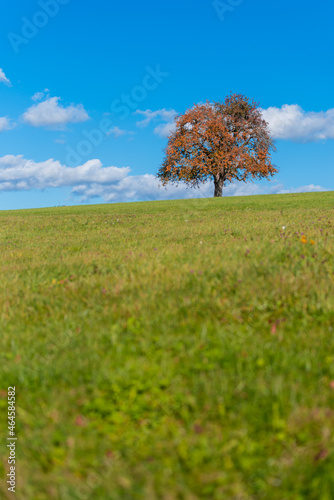 Herbstbäume auf dem Dinkelberg