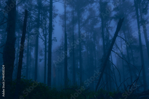 fog-shrouded forest at sunset