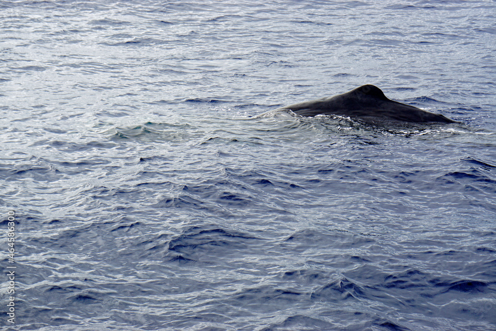 Fototapeta premium sperm whale in the atlantic ocean at the acores islands