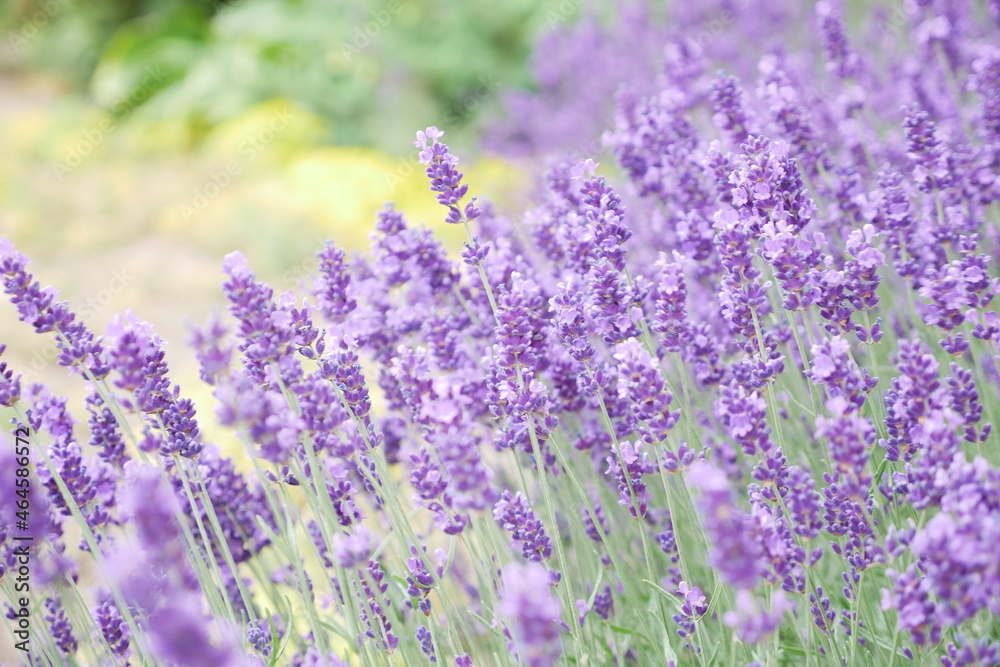Naklejka premium lavender in a field on a summer day