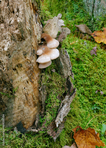 A tree stump with Lentinellus ursinus, or Bear Lentinus fungus, deep in a verdant forest of western Maryland photo