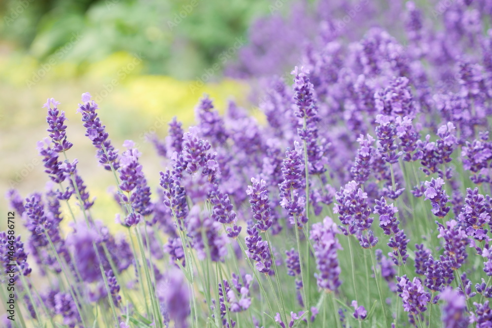 lavender in a field on a summer day