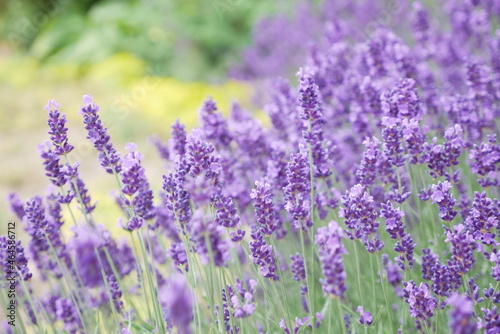 Fototapeta Naklejka Na Ścianę i Meble -  lavender in a field on a summer day