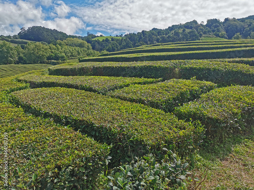 tea fields on the azores