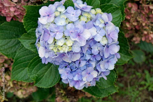 typical hydrangea flowers on sao miguel